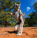 Ring-Tailed Lemur, Madagascar