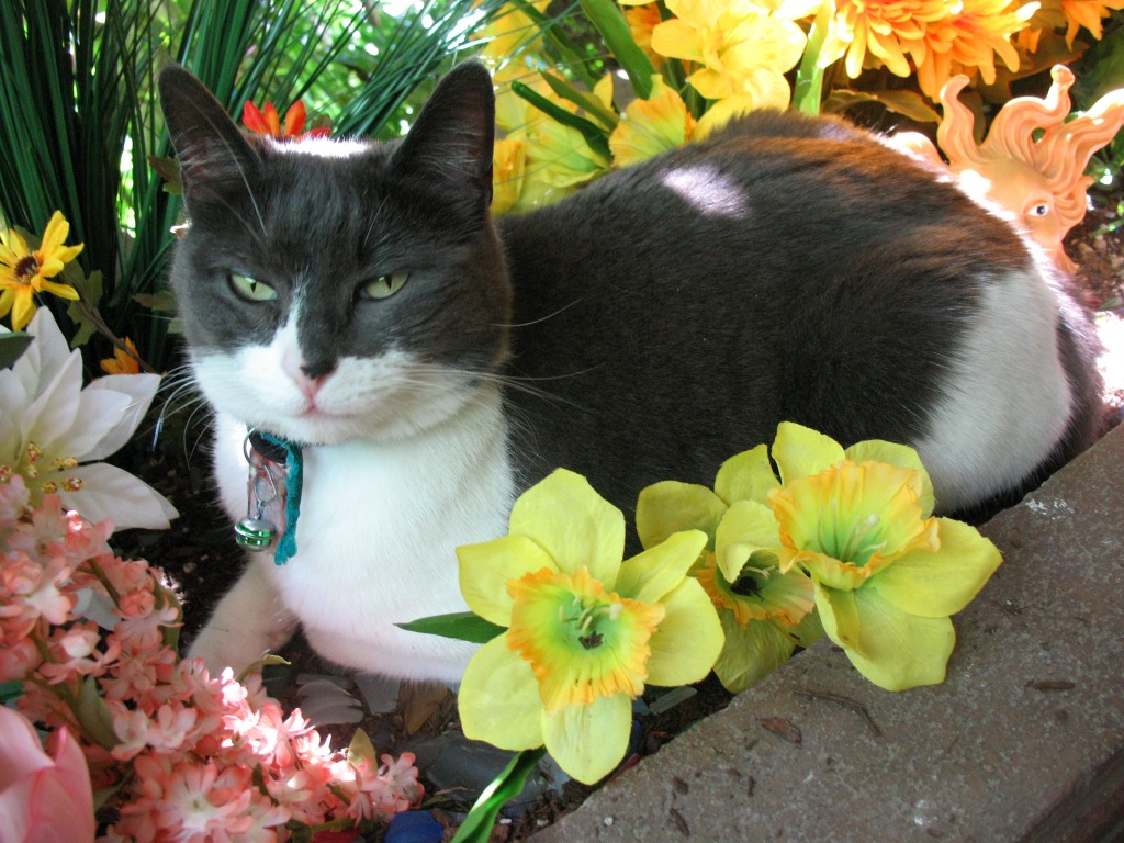 Stella in Flowers jigsaw puzzle in Flowers puzzles on TheJigsawPuzzles.com