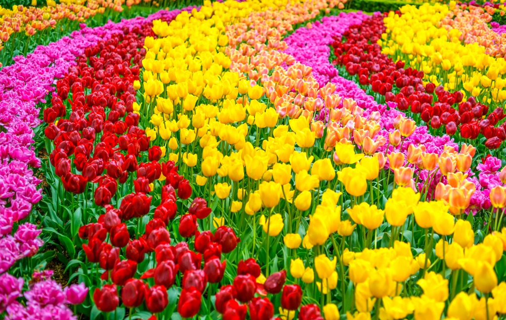 Tulipas jigsaw puzzle in Flores puzzles on TheJigsawPuzzles.com