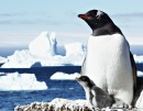 Mother and Baby Gentoo Penguins