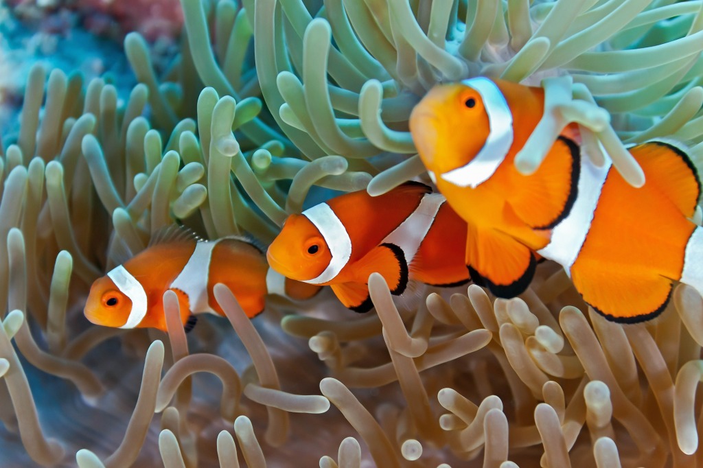 Clownfish on the Soft Coral jigsaw puzzle in Under the Sea puzzles on TheJigsawPuzzles.com