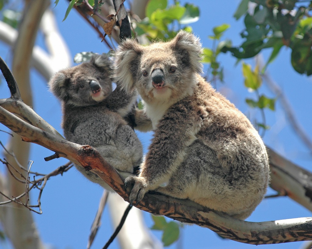 Wilde Koalas in Victoria, Australien jigsaw puzzle in Tiere puzzles on TheJigsawPuzzles.com