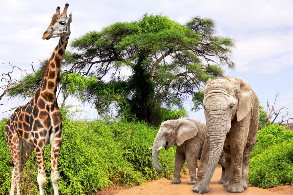 Жираф и слоны в Южной Африке jigsaw puzzle in Животные puzzles on TheJigsawPuzzles.com