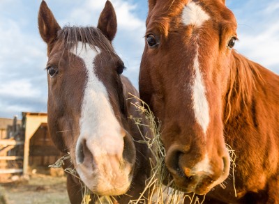 Two Horses Eating Hay jigsaw puzzle in Macro puzzles on ...