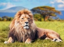 Big Lion on Savannah Grass
