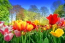 Tulips in a Spring Park