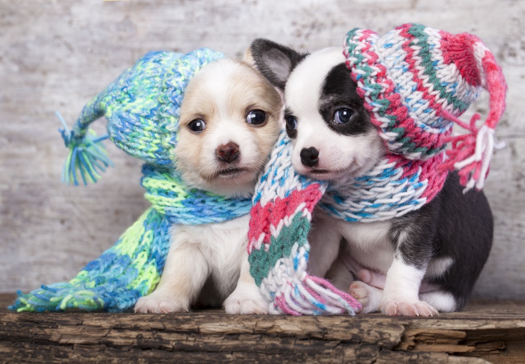 Puppies Wearing Knit Hats jigsaw puzzle in Puzzle of the Day puzzles on TheJigsawPuzzles.com