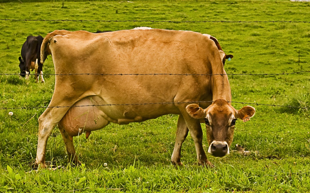 Curious Cow jigsaw puzzle in Animals puzzles on TheJigsawPuzzles.com
