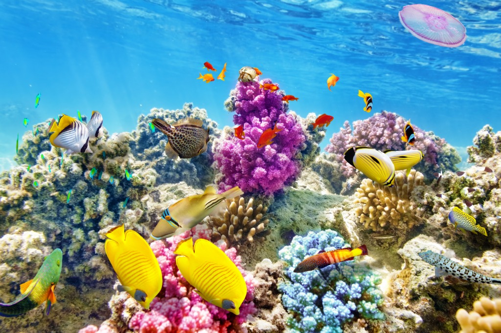 Corals and Tropical Fish jigsaw puzzle in Under the Sea puzzles on ...