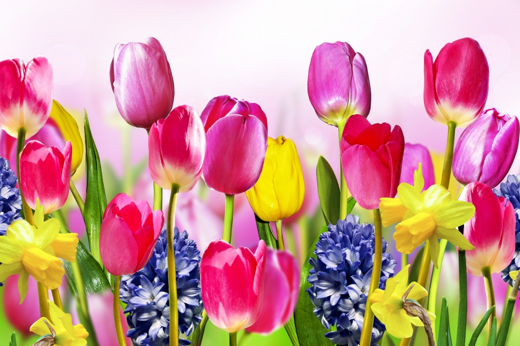 Tulips, Daffodils and Hyacinths jigsaw puzzle in Flowers puzzles on TheJigsawPuzzles.com