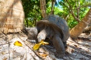 Giant Tortoise in Seychelles