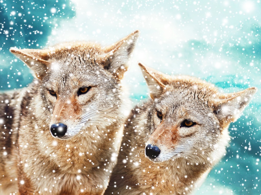 Coyote Pair jigsaw puzzle in Animals puzzles on TheJigsawPuzzles.com