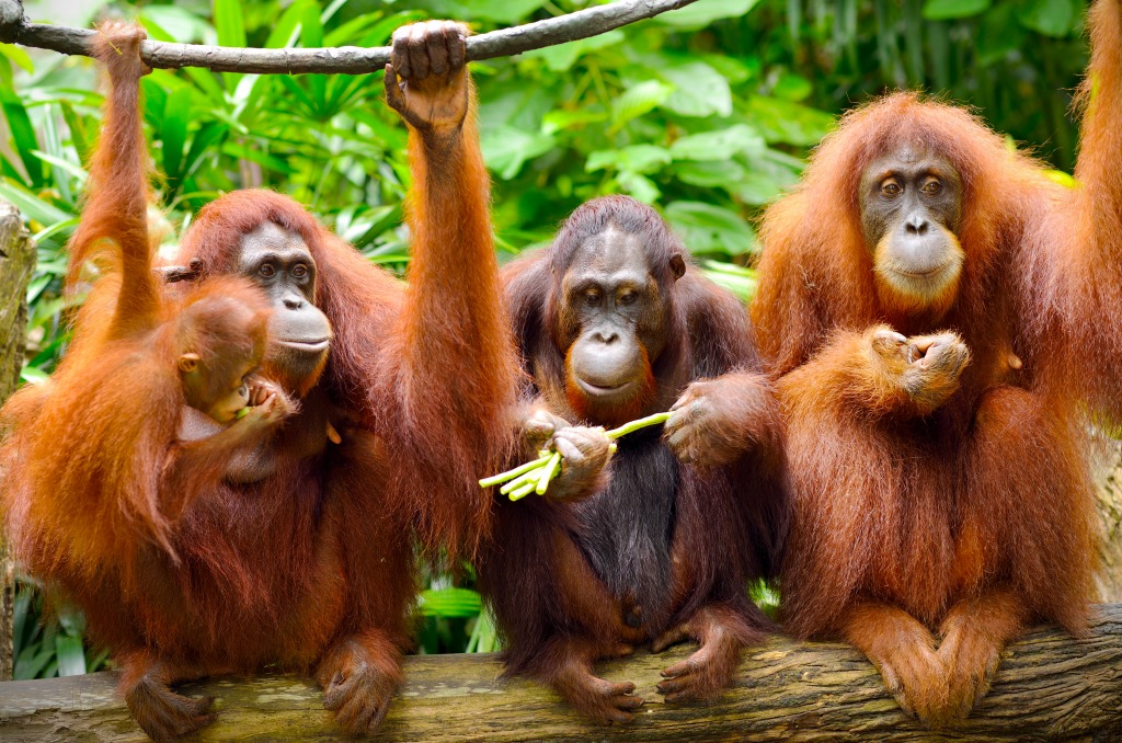 Orang-Utans jigsaw puzzle in Tiere puzzles on TheJigsawPuzzles.com