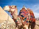Camel in Egypt