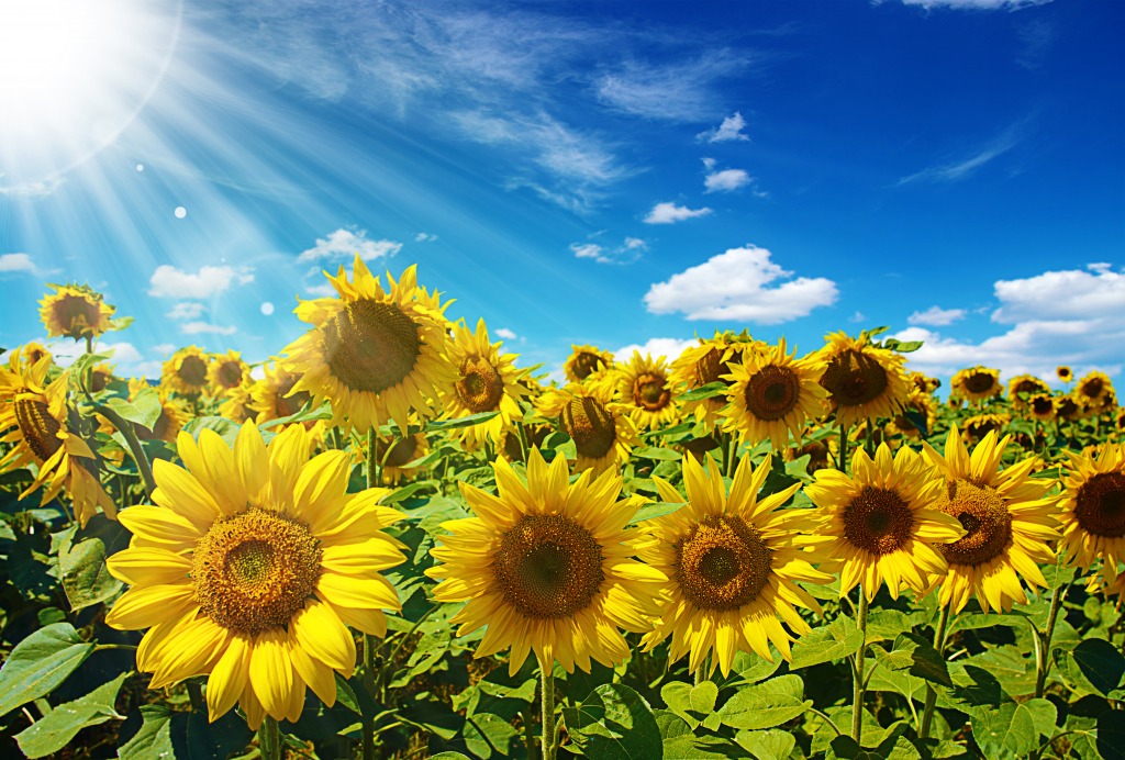 Sunflower Field jigsaw puzzle in Flowers puzzles on TheJigsawPuzzles.com