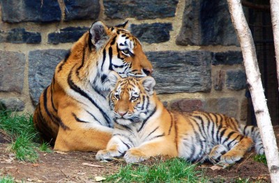 5 Month Old Tiger Cub with Mom jigsaw puzzle in Animals puzzles on ...