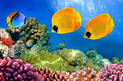 Masked Butterflyfish jigsaw puzzle in Under the Sea puzzles on ...