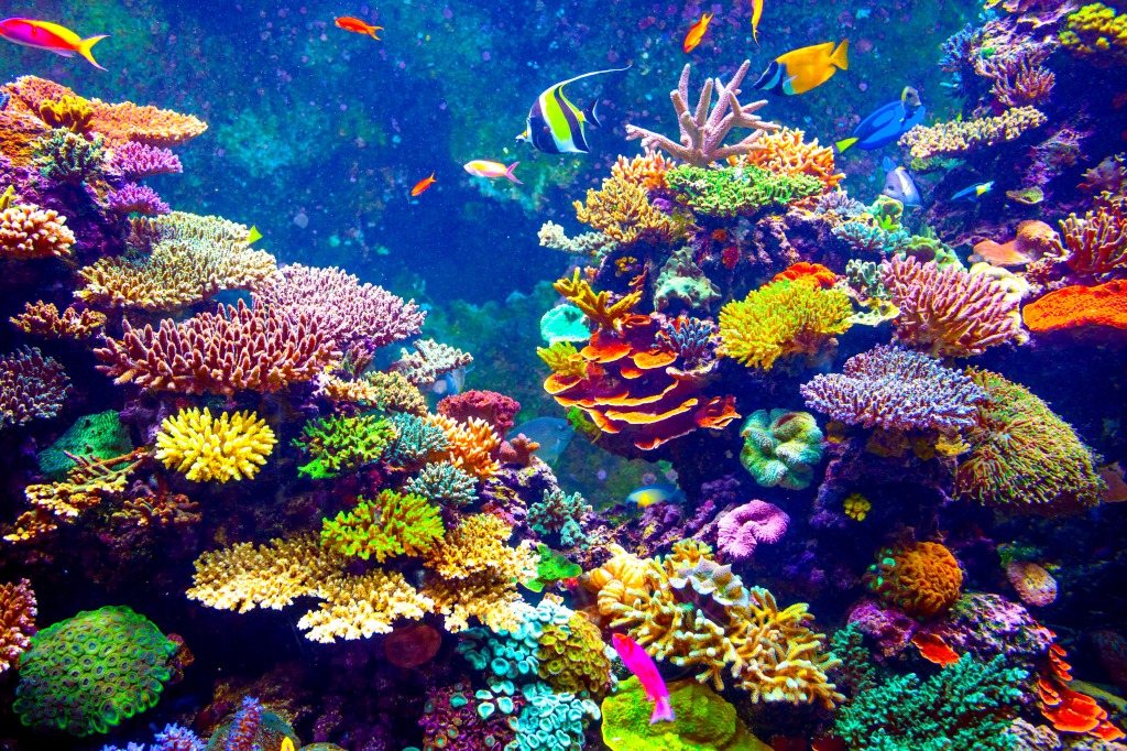 Коралловый риф и тропические рыбы jigsaw puzzle in Подводный мир puzzles on TheJigsawPuzzles.com