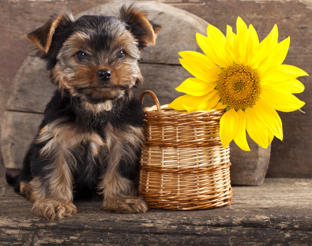 Yorkshire Terrier Puppy jigsaw puzzle in Puzzle of the Day puzzles on TheJigsawPuzzles.com