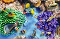 Beautiful Underwater World