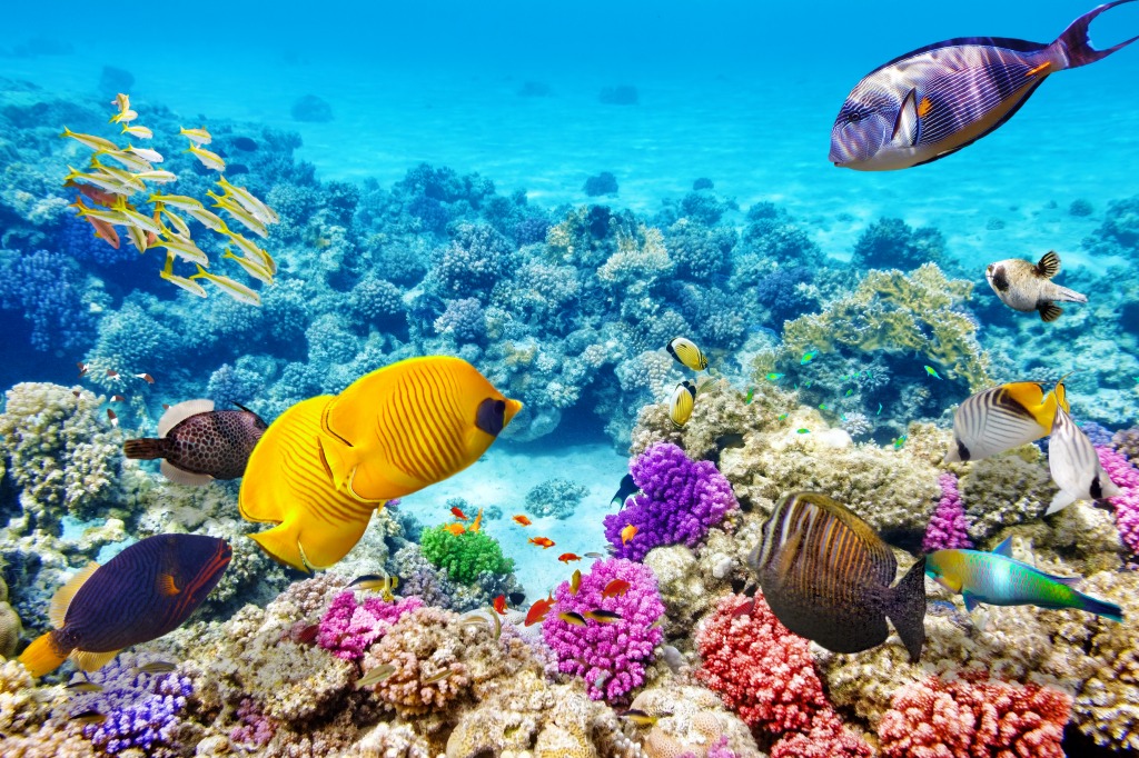 Koralle und tropische Fische jigsaw puzzle in Unter dem Meer puzzles on TheJigsawPuzzles.com