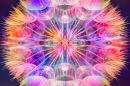 Dandelion Kaleidoscope