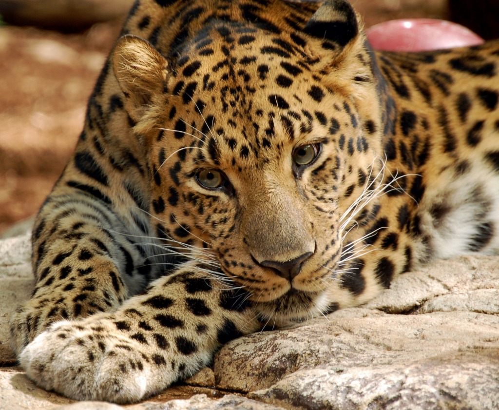 Amur Leopard jigsaw puzzle in Animaux puzzles on TheJigsawPuzzles.com