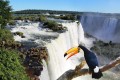 Iguazu Falls and a Giant Toucan