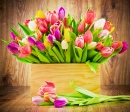 Tulips in the Box