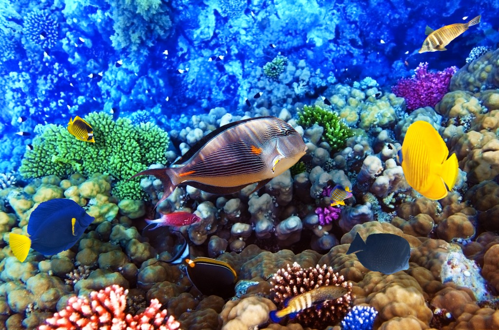 Koralle und Fische, Rotes Meer, Ägypten jigsaw puzzle in Unter dem Meer puzzles on TheJigsawPuzzles.com