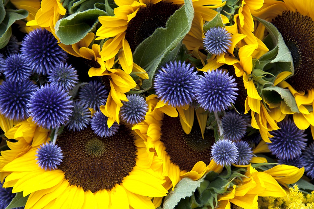 Blue Globe Thistle and Sunflowers jigsaw puzzle in Flowers puzzles on TheJigsawPuzzles.com