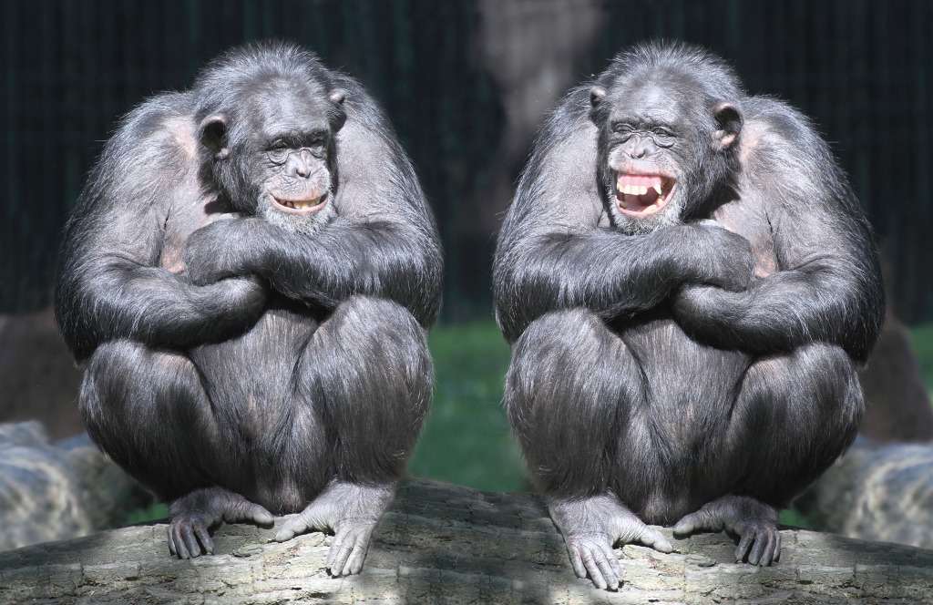 Deux Chimpanzés s'amusent jigsaw puzzle in Animaux puzzles on TheJigsawPuzzles.com