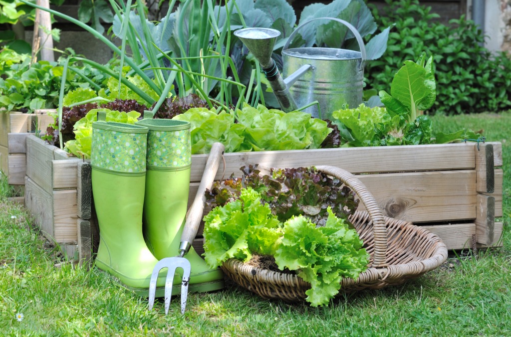 Lettuce in a Basket jigsaw puzzle in Fruits & Veggies puzzles on TheJigsawPuzzles.com