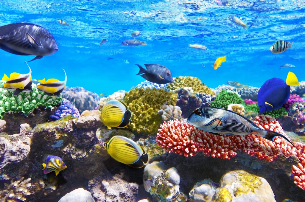 Korallen und Fische, Rotes Meer, Ägypten jigsaw puzzle in Unter dem Meer puzzles on TheJigsawPuzzles.com