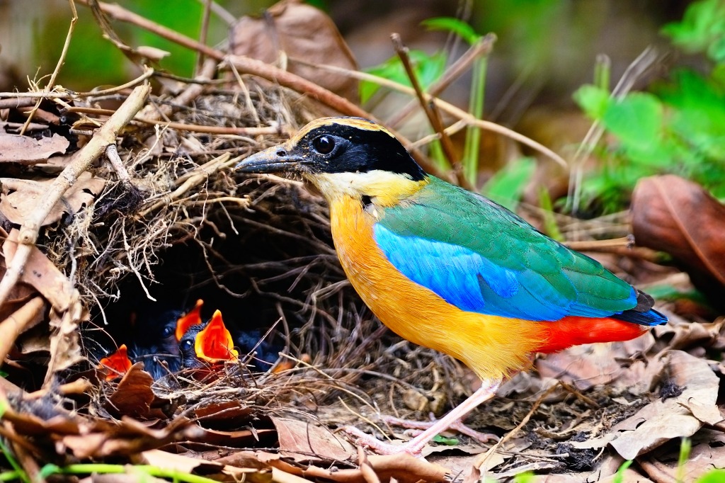 Blue-Winged Pitta jigsaw puzzle in Puzzle of the Day puzzles on TheJigsawPuzzles.com