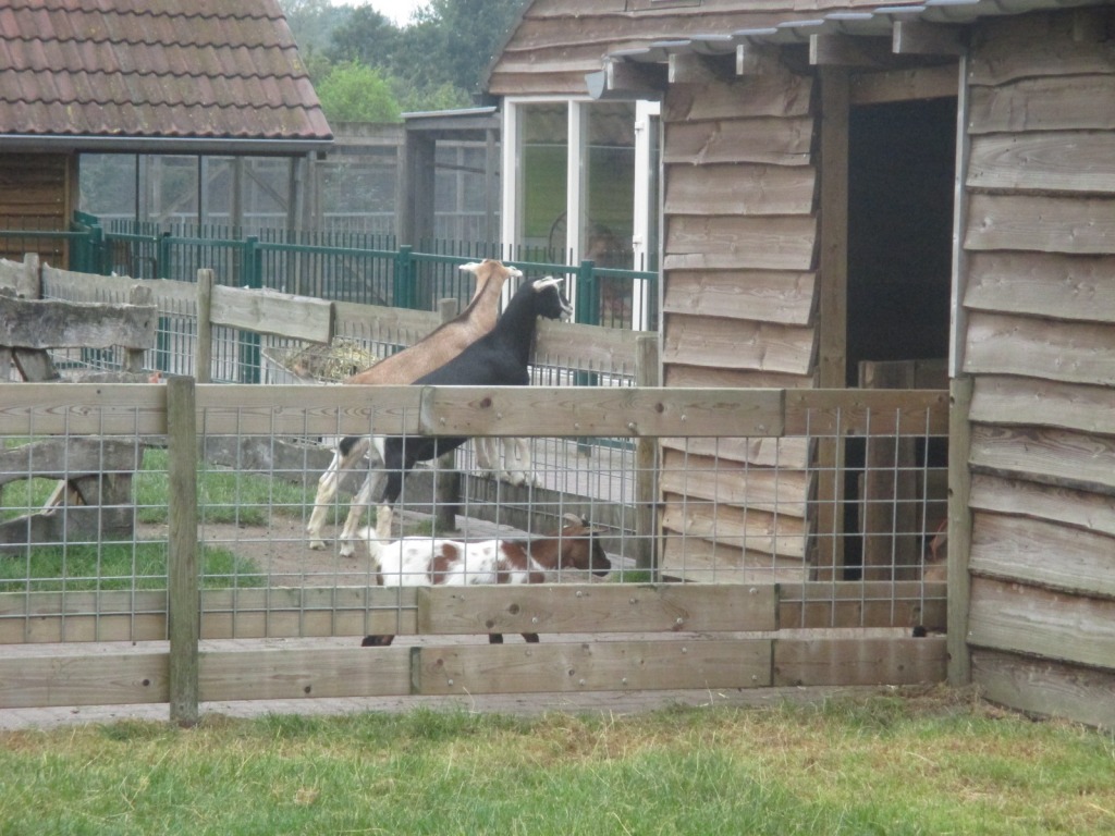 wat zien ik? jigsaw puzzle in Carla Kamperman puzzles on TheJigsawPuzzles.com