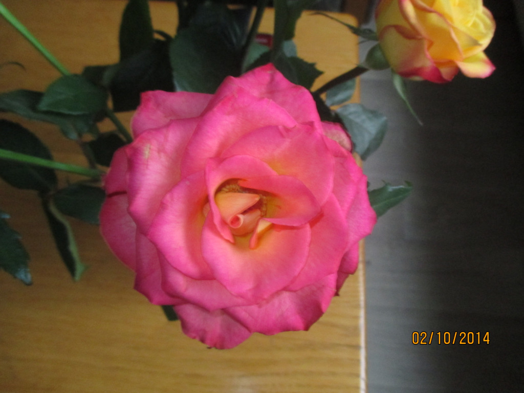 roos 1 jigsaw puzzle in Carla Kamperman puzzles on TheJigsawPuzzles.com