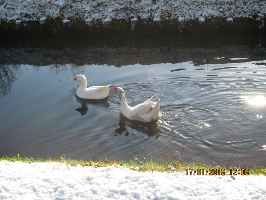 Gijs Gans jigsaw puzzle in Carla Kamperman puzzles on TheJigsawPuzzles.com