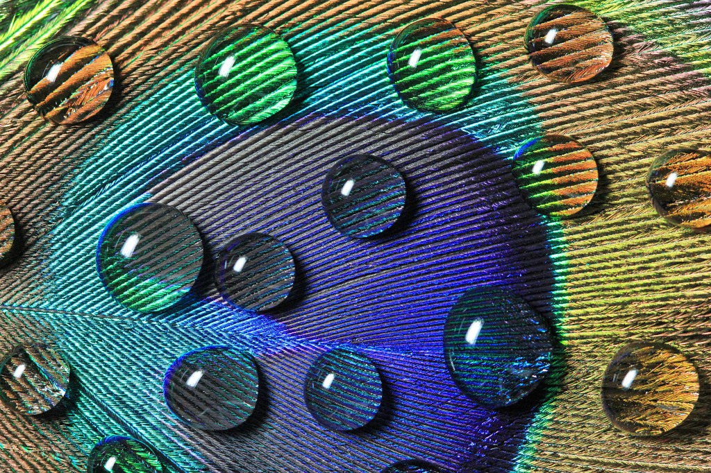 Peacock's Feather jigsaw puzzle in Macro puzzles on TheJigsawPuzzles.com
