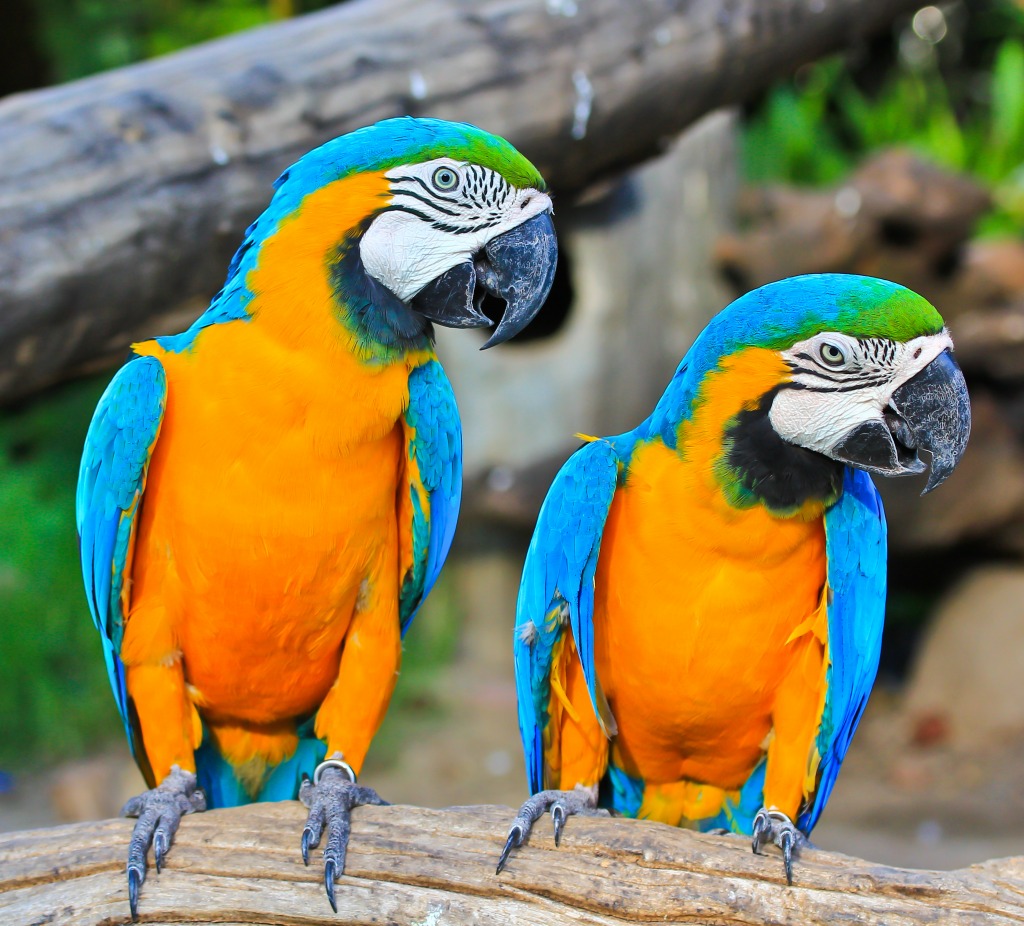Colorful Macaw jigsaw puzzle in Animals puzzles on TheJigsawPuzzles.com