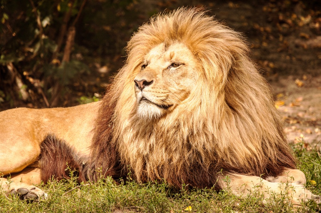 Le Roi Lion jigsaw puzzle in Animaux puzzles on TheJigsawPuzzles.com