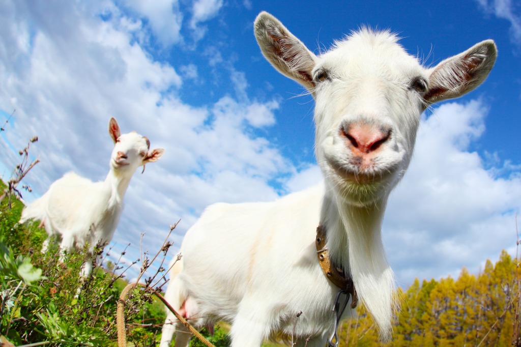 Funny Goats jigsaw puzzle in Animals puzzles on TheJigsawPuzzles.com