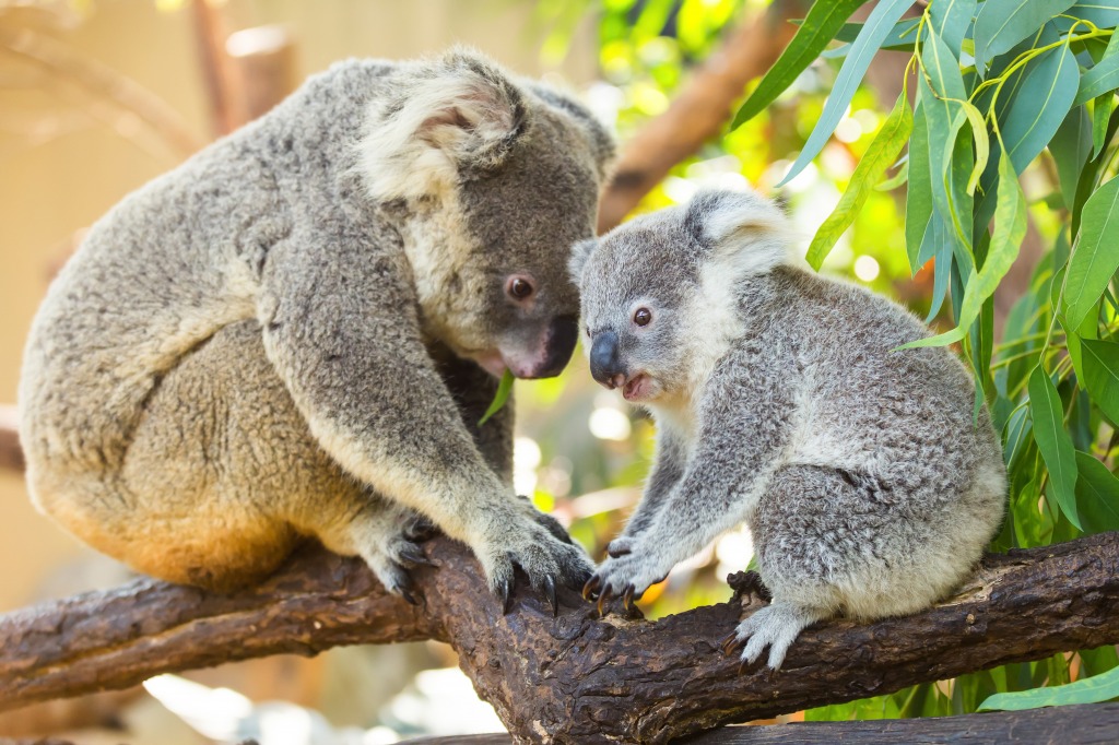 Koalas in den Bäumen jigsaw puzzle in Tiere puzzles on TheJigsawPuzzles.com