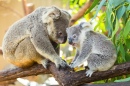 Koalas in the Trees