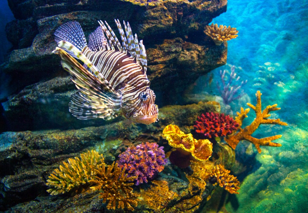 Juvenile Lionfish jigsaw puzzle in Under the Sea puzzles on TheJigsawPuzzles.com