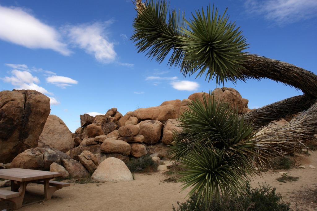 Joshua Tree NP jigsaw puzzle in Great Sightings puzzles on TheJigsawPuzzles.com