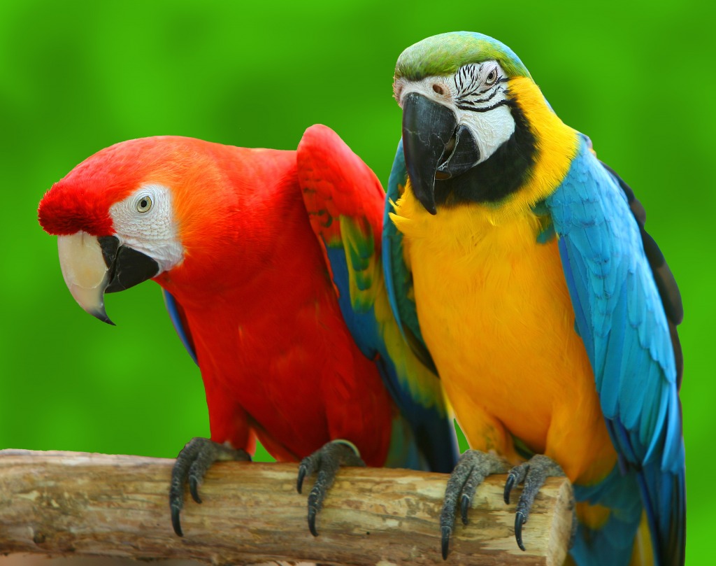 A Couple of Beautiful Macaws jigsaw puzzle in Animals puzzles on TheJigsawPuzzles.com