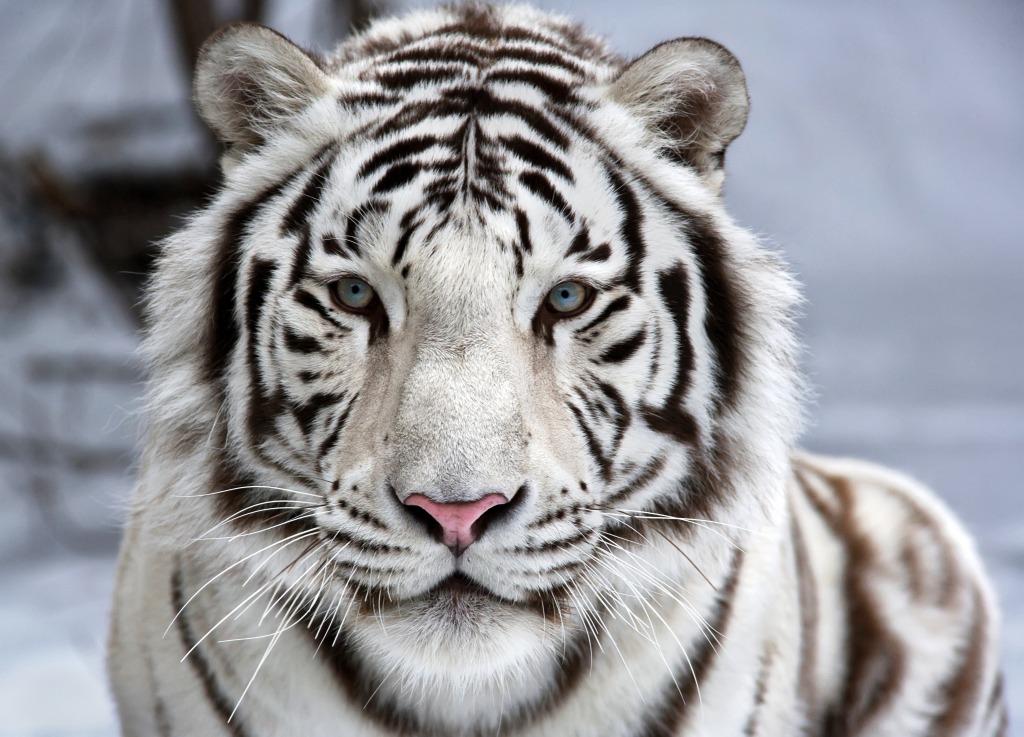 Face To Face with White Bengal Tiger jigsaw puzzle in Animals puzzles on TheJigsawPuzzles.com