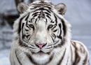 Face To Face with White Bengal Tiger