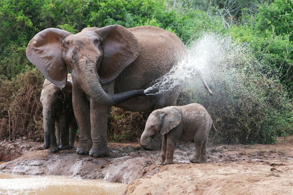Afrikanische Elefanten Mutter und Baby jigsaw puzzle in Tiere puzzles on TheJigsawPuzzles.com